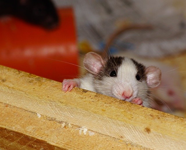 Piège à rat : éliminer efficacement les rats