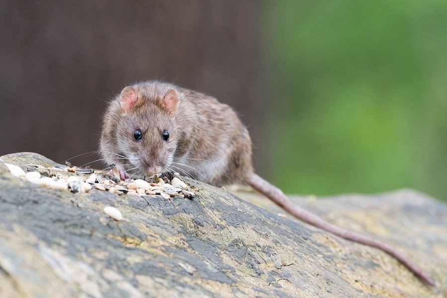 TAPETTE en bois pour la capture de rats