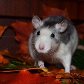 Nos pièges à rongeurs : pour attraper les rats sans les tuer