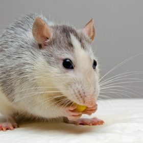 solutions pour éliminer un rat