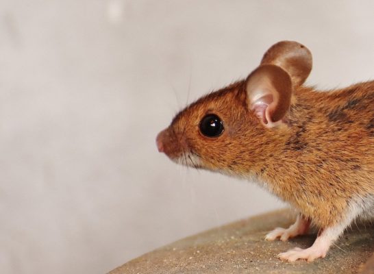 solutions pour se débarrasser des souris
